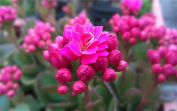 河北哪里有卖绿植的 什么地方卖绿植便宜 河北哪里有卖绿植的 什么地方卖绿植便宜
