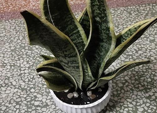 虎皮兰怎么养爆盆