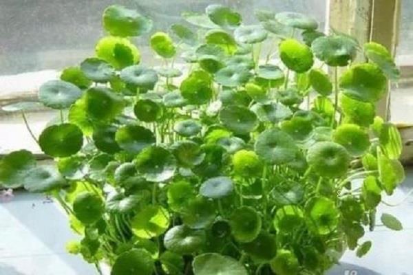 什么植物可以吸收甲醛 对植物有什么影响吗 什么植物可以吸收甲醛 对植物有什么影响吗