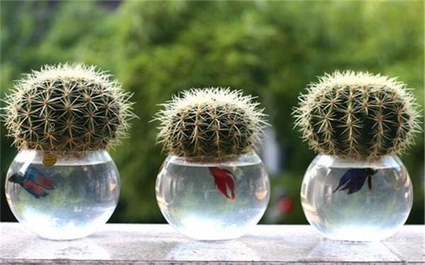 仙人球的种类有哪些 哪个品种好