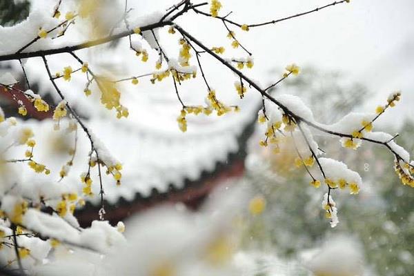 富贵竹怎么修剪 方法是什么 富贵竹怎么修剪 方法是什么