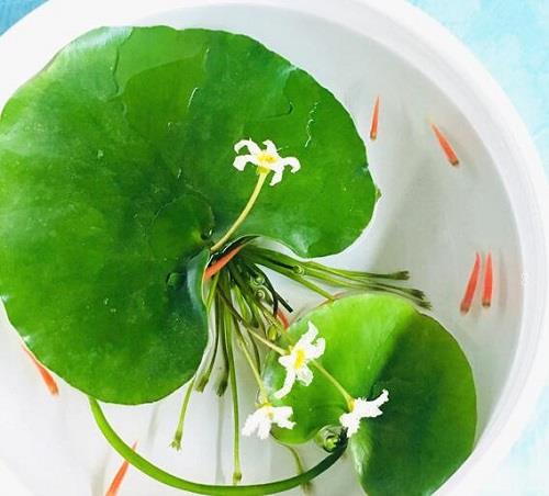 虎皮兰没根能活吗 有叶无根能栽活吗 虎皮兰没根能活吗 有叶无根能栽活吗