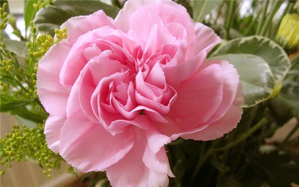 康乃馨不同颜色的花语 都代表什么