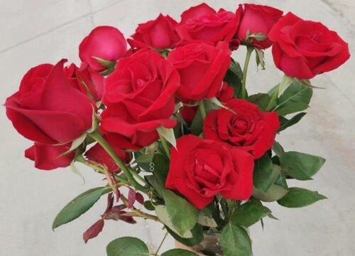 红色玫瑰花语是什么意思（9朵、19红玫瑰寓意和象征）