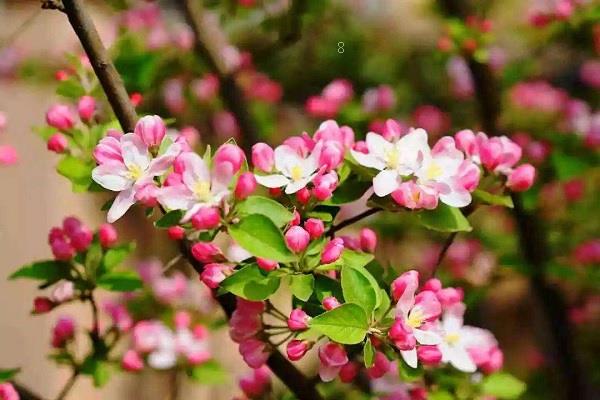 栀子花的花语是什么 栀子花长什么样 栀子花的花语是什么 栀子花长什么样