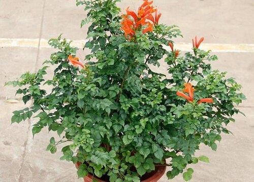 家里为什么不能养凌霄花（家庭养凌霄花盆栽风水禁忌）