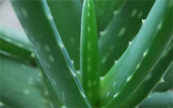 净化空气的室内植物有哪些 净化空气的室内植物有哪些