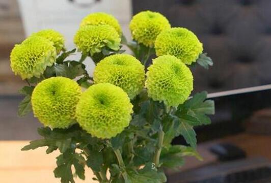 薄荷烂叶子怎么回事 烂叶子原因及处理方法 薄荷烂叶子怎么回事 烂叶子原因及处理方法