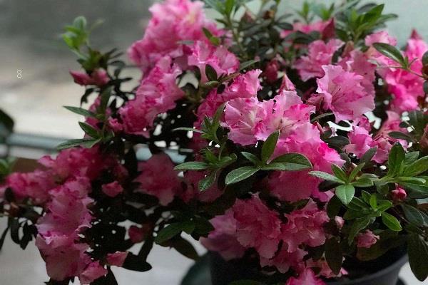 怎样制作花卉营养土 花卉防治病虫害用什么药 怎样制作花卉营养土 花卉防治病虫害用什么药