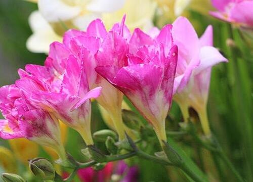 香雪兰的风水禁忌（家里养风雪兰风水寓意和摆放）