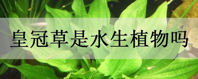 荷花只长叶子不开花是什么原因及解决办法 荷花只长叶子不开花是什么原因及解决办法