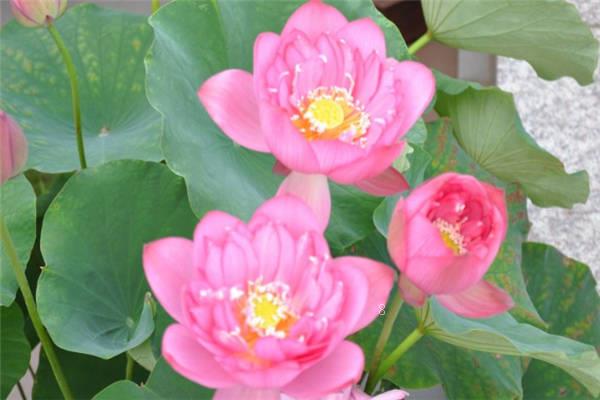 碗莲入土后怎么换水 方法是什么 碗莲入土后怎么换水 方法是什么