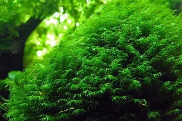 碗莲可以一直水养吗 方法是什么