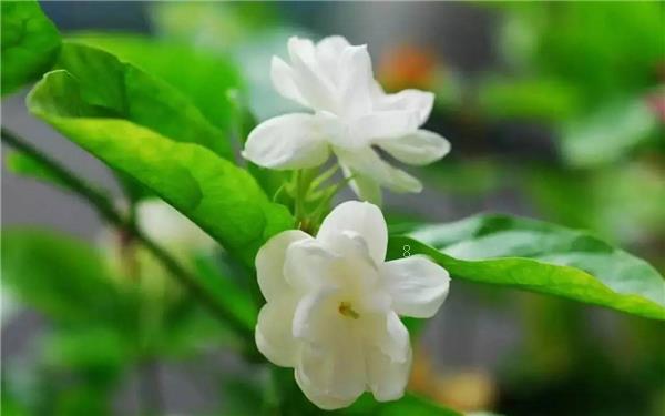 热天开红色的花有哪些 养扶桑花注意什么 热天开红色的花有哪些 养扶桑花注意什么
