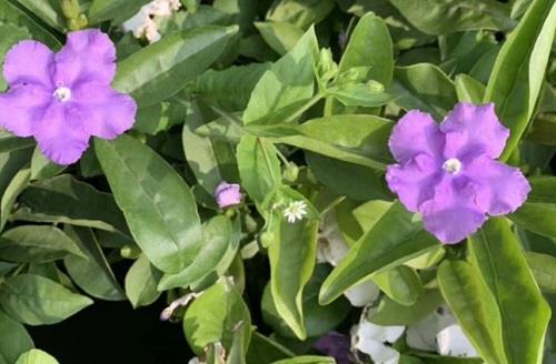 飞羽竹芋叶子卷曲怎么回事 卷叶枯萎原因及解决 飞羽竹芋叶子卷曲怎么回事 卷叶枯萎原因及解决