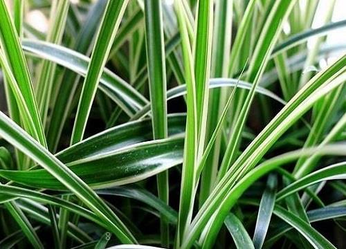 吊兰的生长环境及生长地方条件