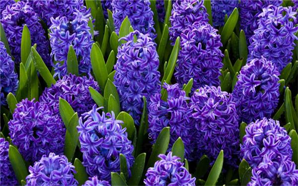 风信子怎么养 一年开几次花