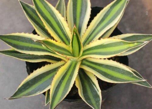 龙舌兰怎么养殖方法