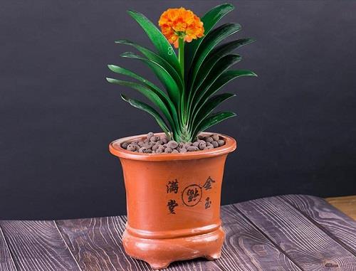 如何让君子兰安全度夏