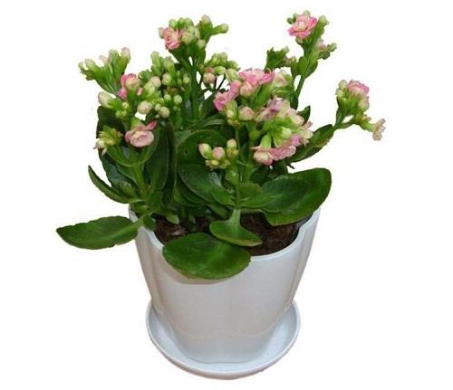 长寿花花期过后怎样修剪