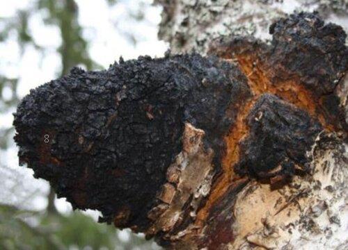 桦树茸生长在哪里（桦树茸的产地是产自什么地方）