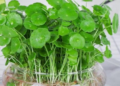 铜钱草水培怎么养爆盆（泡水里养铜钱草施什么肥更旺盛）