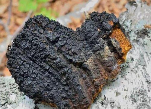 桦树茸生长在哪里（桦树茸的产地是产自什么地方）