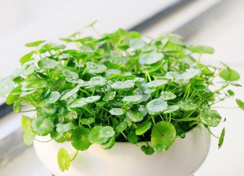 铜钱草水培怎么养爆盆（泡水里养铜钱草施什么肥更旺盛）