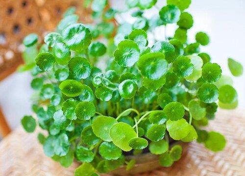 铜钱草水培怎么养爆盆（泡水里养铜钱草施什么肥更旺盛）