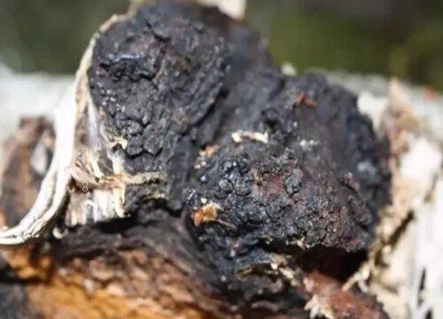 桦树茸生长在哪里（桦树茸的产地是产自什么地方）